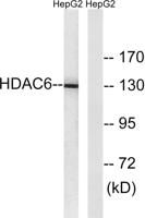 HDAC6 Polyclonal Antibody