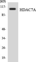 HDAC7 Polyclonal Antibody