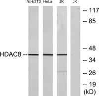 HDAC8 Polyclonal Antibody