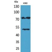 HDC Polyclonal Antibody