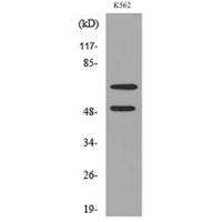 HDC Polyclonal Antibody