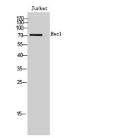 Hec1 Polyclonal Antibody