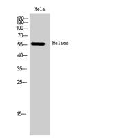 Helios Polyclonal Antibody