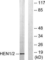 HEN1/2 Polyclonal Antibody