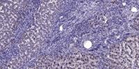 HEN1/2 Polyclonal Antibody