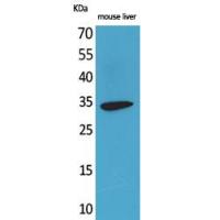 Hepassocin Polyclonal Antibody