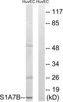 S-100A7L2 Polyclonal Antibody