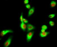 AIM2 Polyclonal Antibody