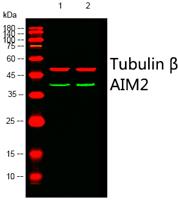 AIM2 Polyclonal Antibody