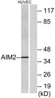 AIM2 Polyclonal Antibody