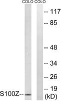 S-100Z Polyclonal Antibody