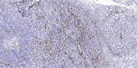AIRP Polyclonal Antibody