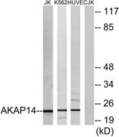 AKAP 14 Polyclonal Antibody