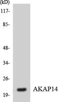 AKAP 14 Polyclonal Antibody