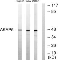 AKAP 79 Polyclonal Antibody