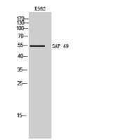 SAP 49 Polyclonal Antibody