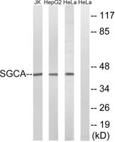 Sarcoglycan α Polyclonal Antibody