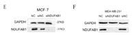 ACPM Polyclonal Antibody
