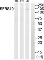 SCAF1 Polyclonal Antibody