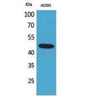 SCYL1BP1 Polyclonal Antibody