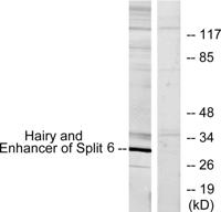 HES-6 Polyclonal Antibody