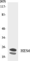 HES-6 Polyclonal Antibody