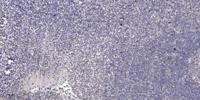 HES-6 Polyclonal Antibody