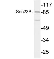 Sec23B Polyclonal Antibody
