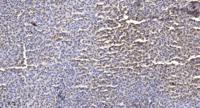 Sec23B Polyclonal Antibody