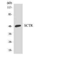 Secretin Receptor Polyclonal Antibody