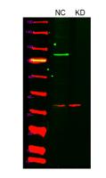 HIF-1α Polyclonal Antibody