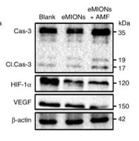 HIF-1α Polyclonal Antibody