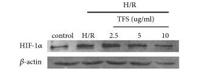 HIF-1α Polyclonal Antibody