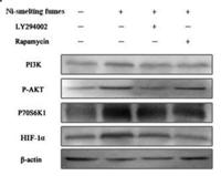 HIF-1α Polyclonal Antibody