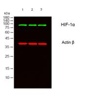 HIF-1α Polyclonal Antibody
