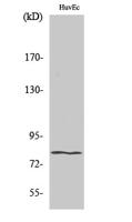 HIPK4 Polyclonal Antibody