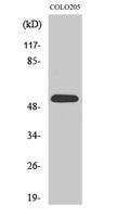 HisRS Polyclonal Antibody