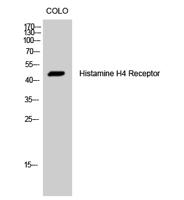 Histamine H4 Receptor Polyclonal Antibody