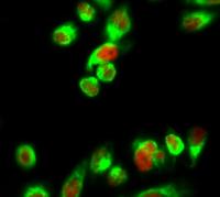 Histone H1 Polyclonal Antibody