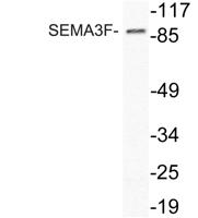 SEMA3F Polyclonal Antibody