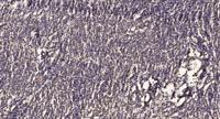 SEMA3F Polyclonal Antibody