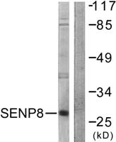 SENP8 Polyclonal Antibody