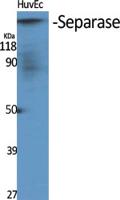 Separase Polyclonal Antibody