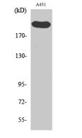 Separase Polyclonal Antibody