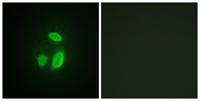 Separase Polyclonal Antibody
