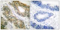 Separase Polyclonal Antibody