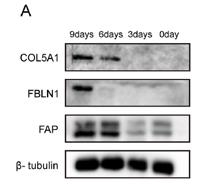 Seprase Polyclonal Antibody