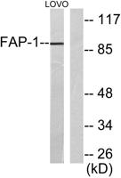 Seprase Polyclonal Antibody