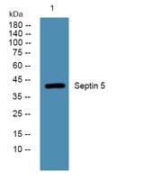 Septin 5 Polyclonal Antibody