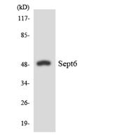 Septin 6 Polyclonal Antibody